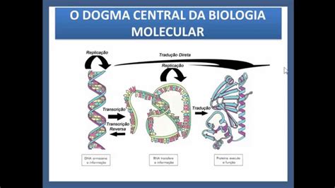dogma central da biologia - benefícios da melancia